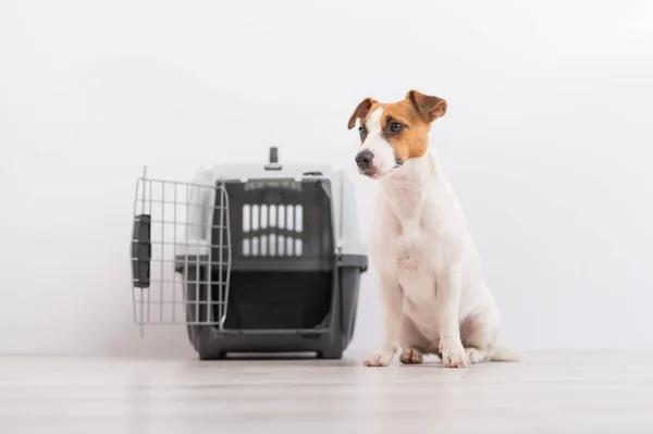 Stress-Free Dog Boarding in Fort Myers You Can Count On